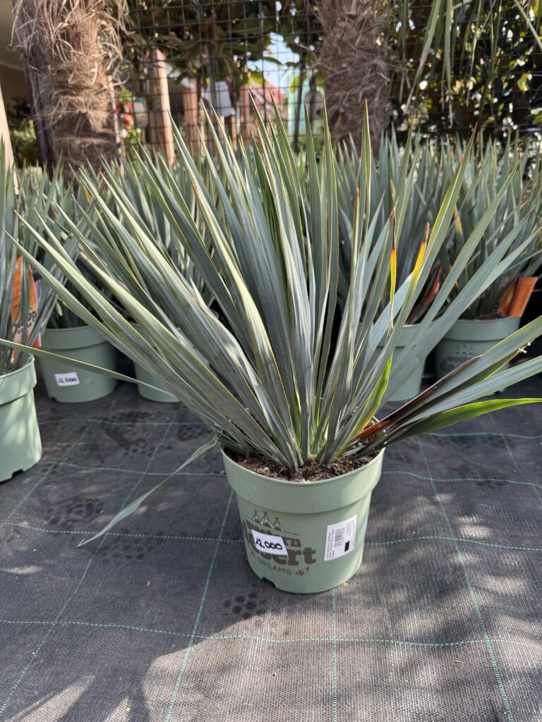 Yucca rostrata
