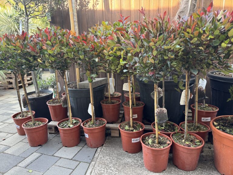 Korallberkenye (Photinia Fraseri Red Robin)