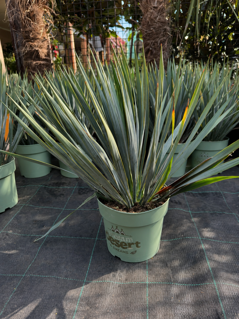 Yucca rostrata