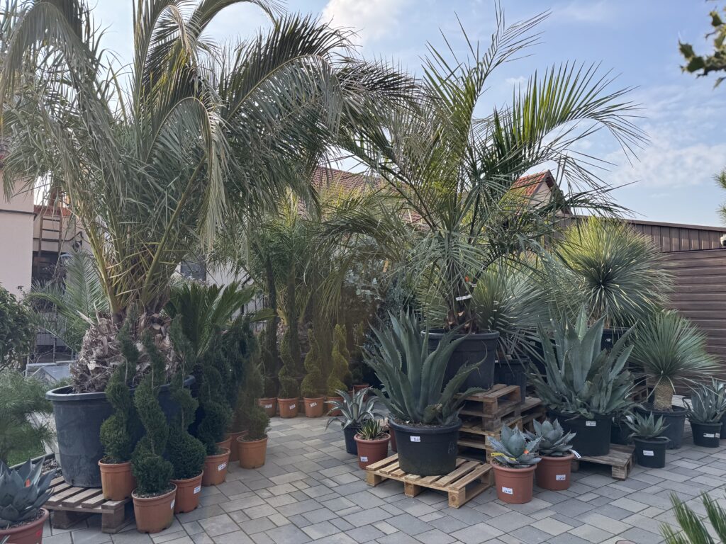 image1-2