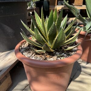 Agave Lophantha 'Quadricolor'