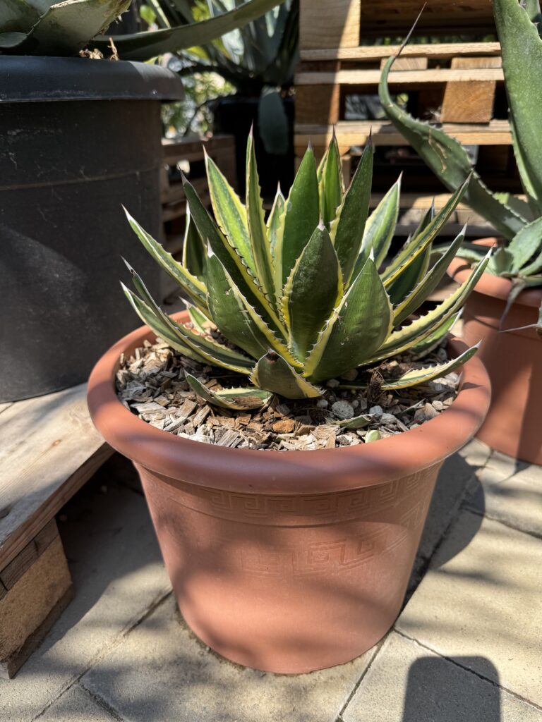 Agave Lophantha ‘Quadricolor’