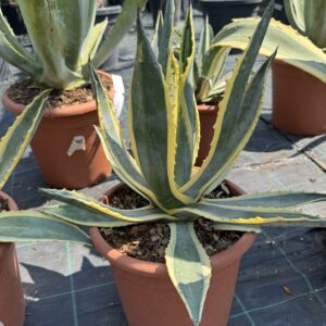 Agave americana 'Variegata'