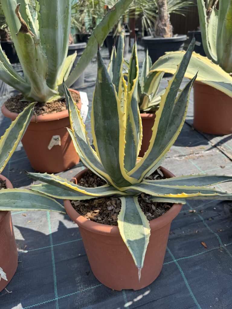 Agave americana ‘Variegata’