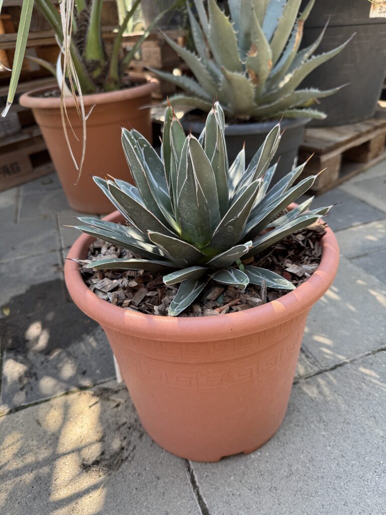 Agave Victoriae Reginae